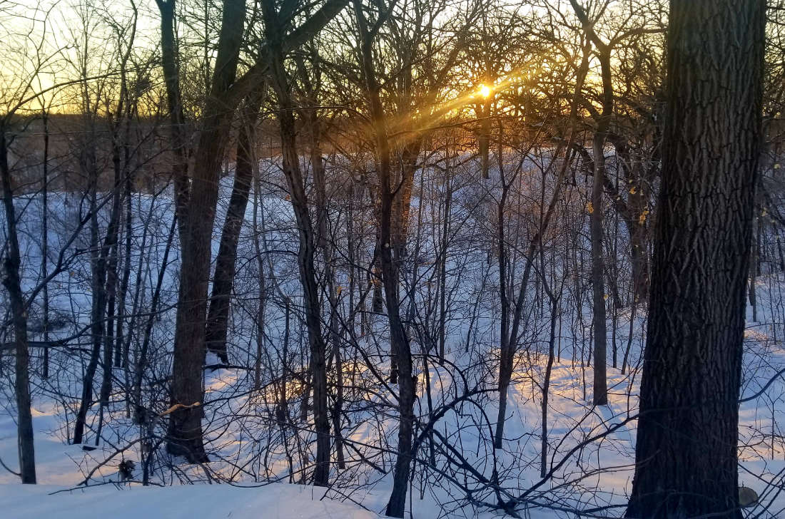 Sunrise through bare trees in a winter landscape
