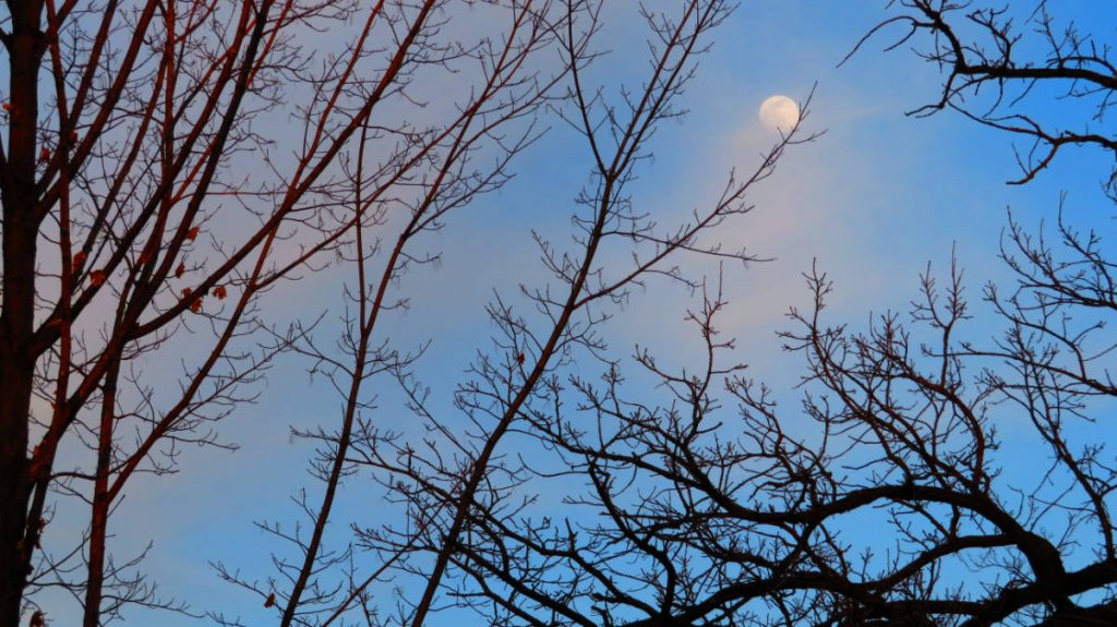 Looking up to a blue sky through silhouettes of bare tree branches with a nearly full moon against faint clouds