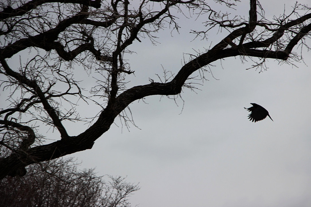 silhouette of bird in flight with outstretched winds moving toward a bare tree bough against a gray sky