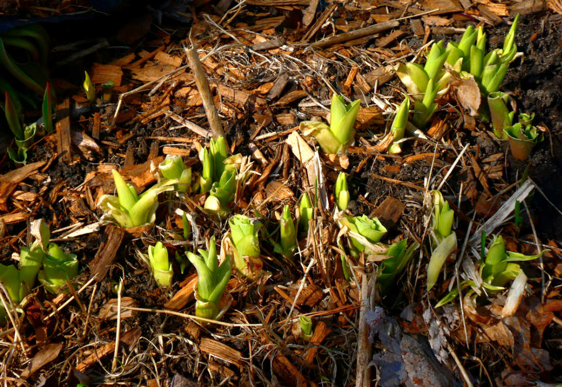 young green sprouts in the ground with mulched twigs and leaves