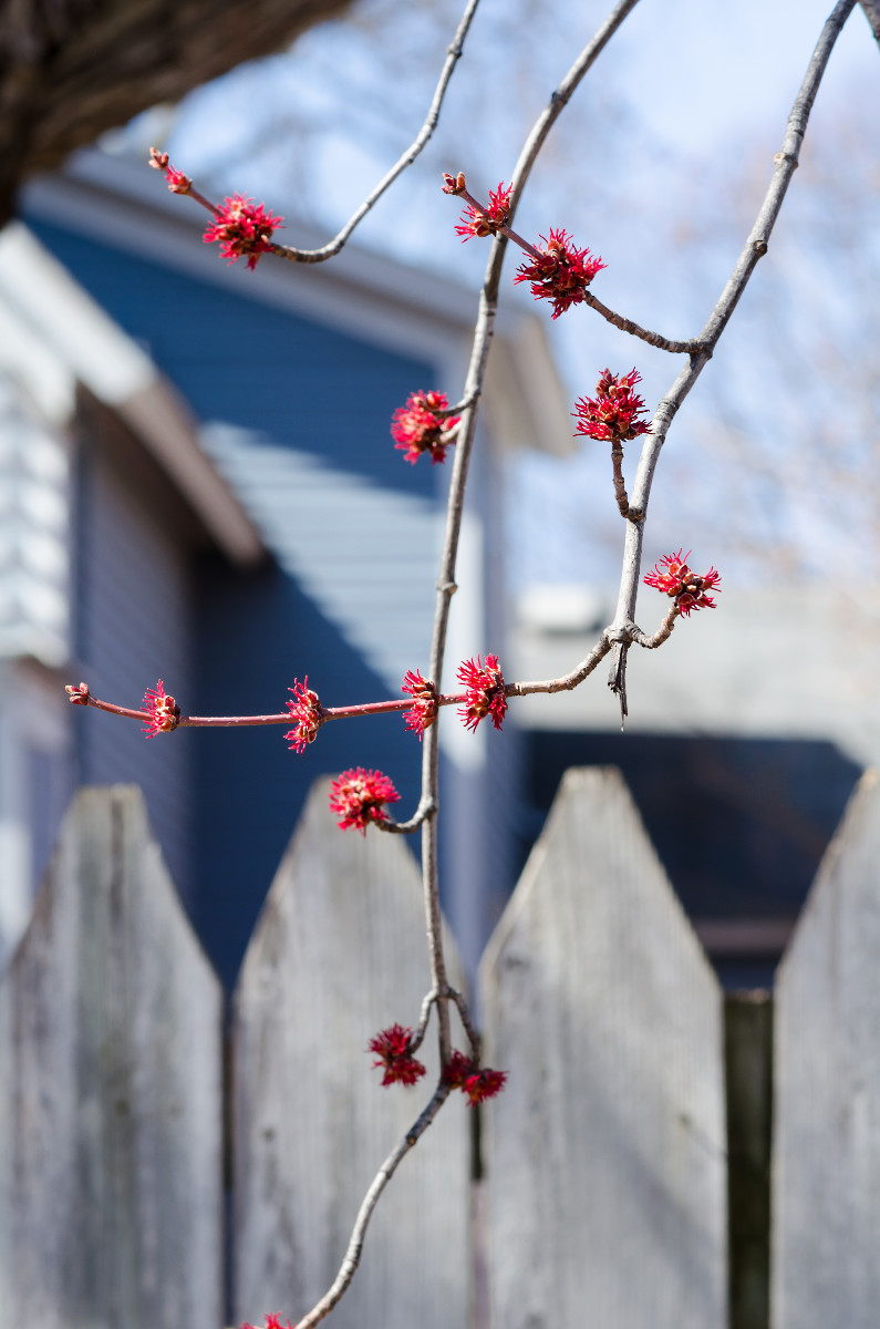 bright red blossoms on long slender tree limbs against a wooden fence, blue house, and blue sky