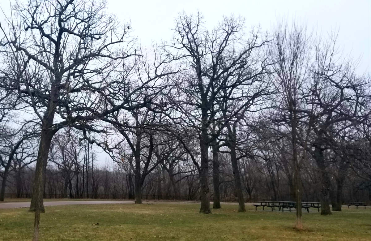 bare trees in a park on a gray day