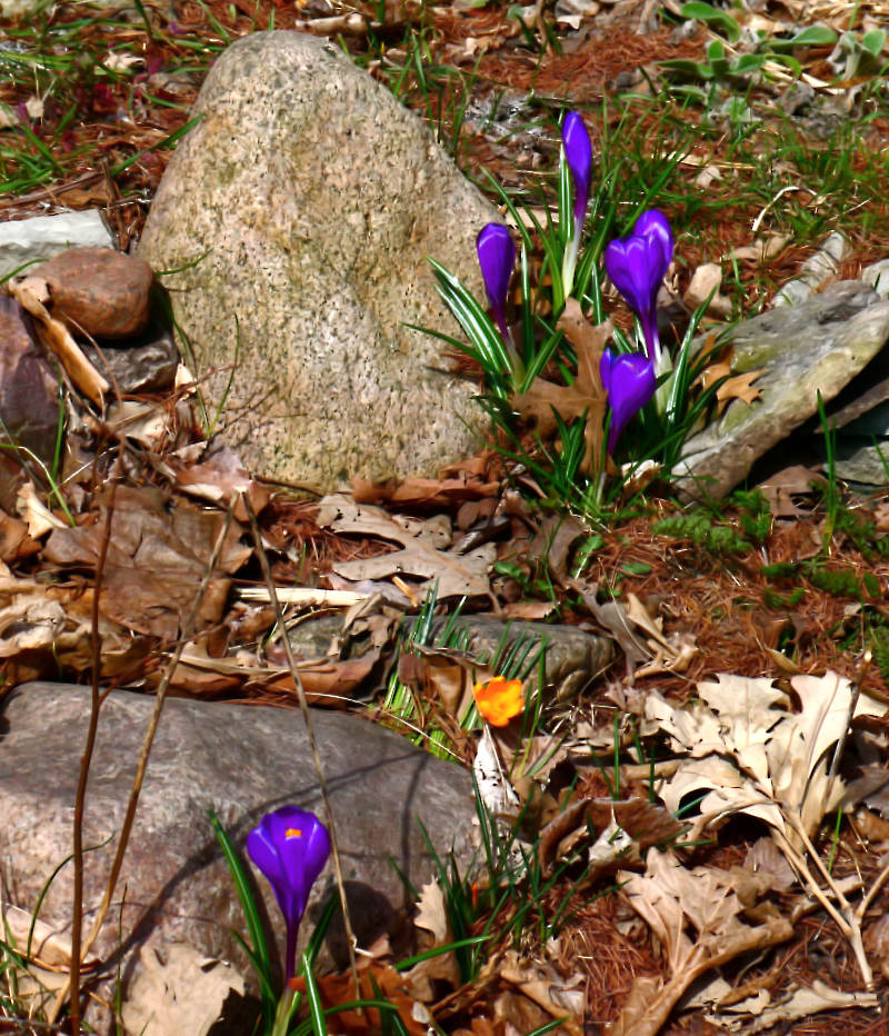 small purple blossoms with one yellow blossom against gray rocks and brown mulch