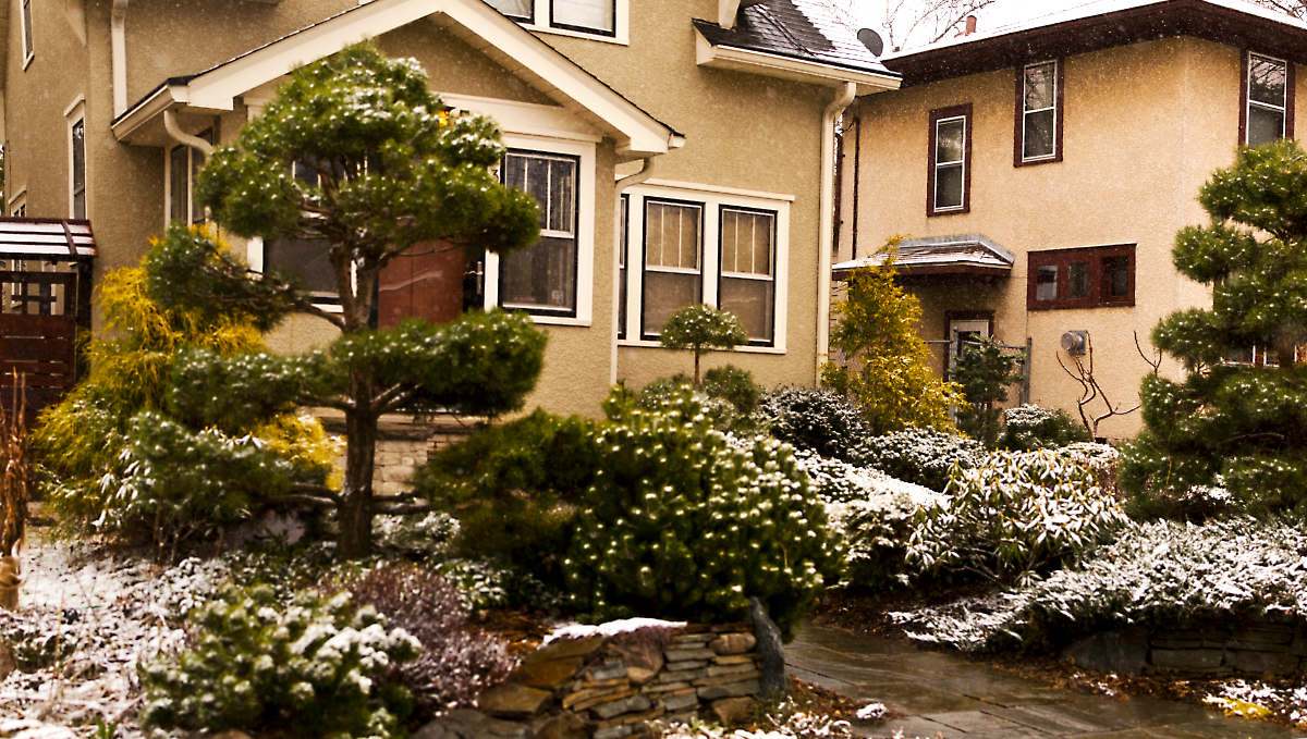 Snow-topped evergreen bushes in a sculpted front-yard garden