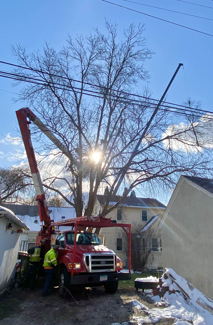 So-called cherry picker truck working on a tree in an urban yard on a sunny day