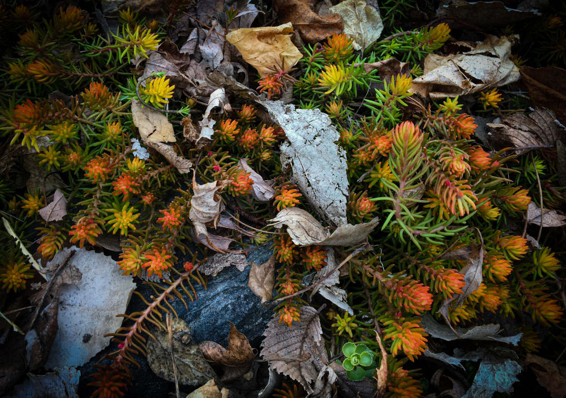 evergreen tips colored yellow to orange to green amidst rocks and leaves