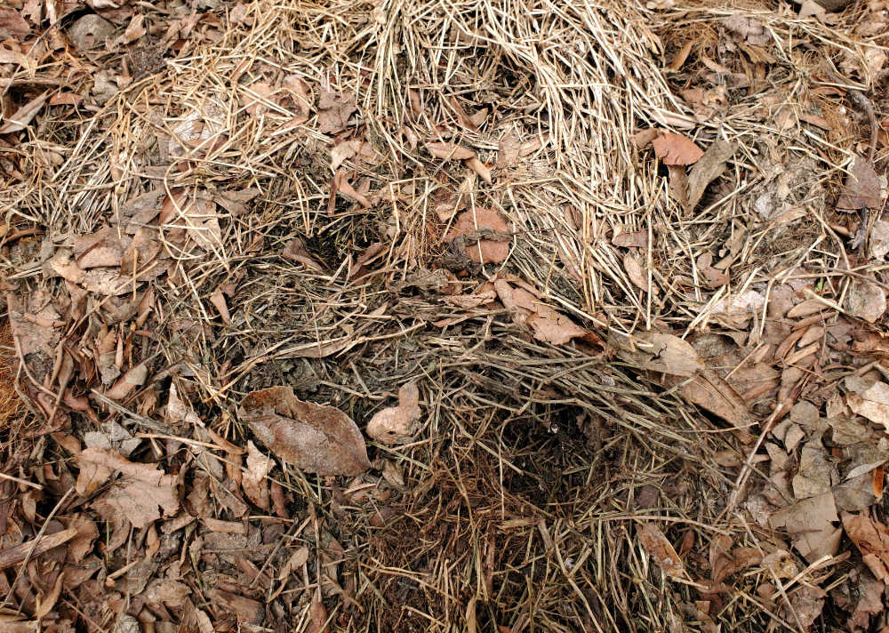 Dried grass, leaves, and stems on the ground with a few dark holes embedded