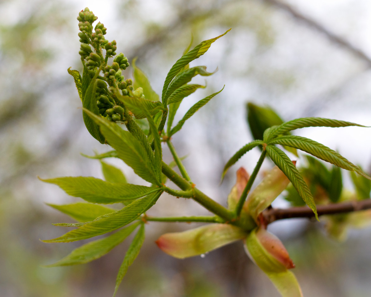 bright yellowish green leaves and large cone of buds