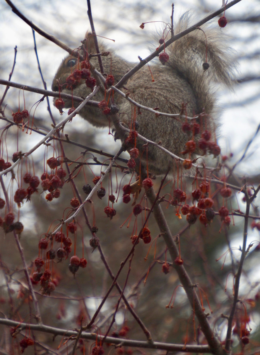 squirrel eating behind branches with dark red berries