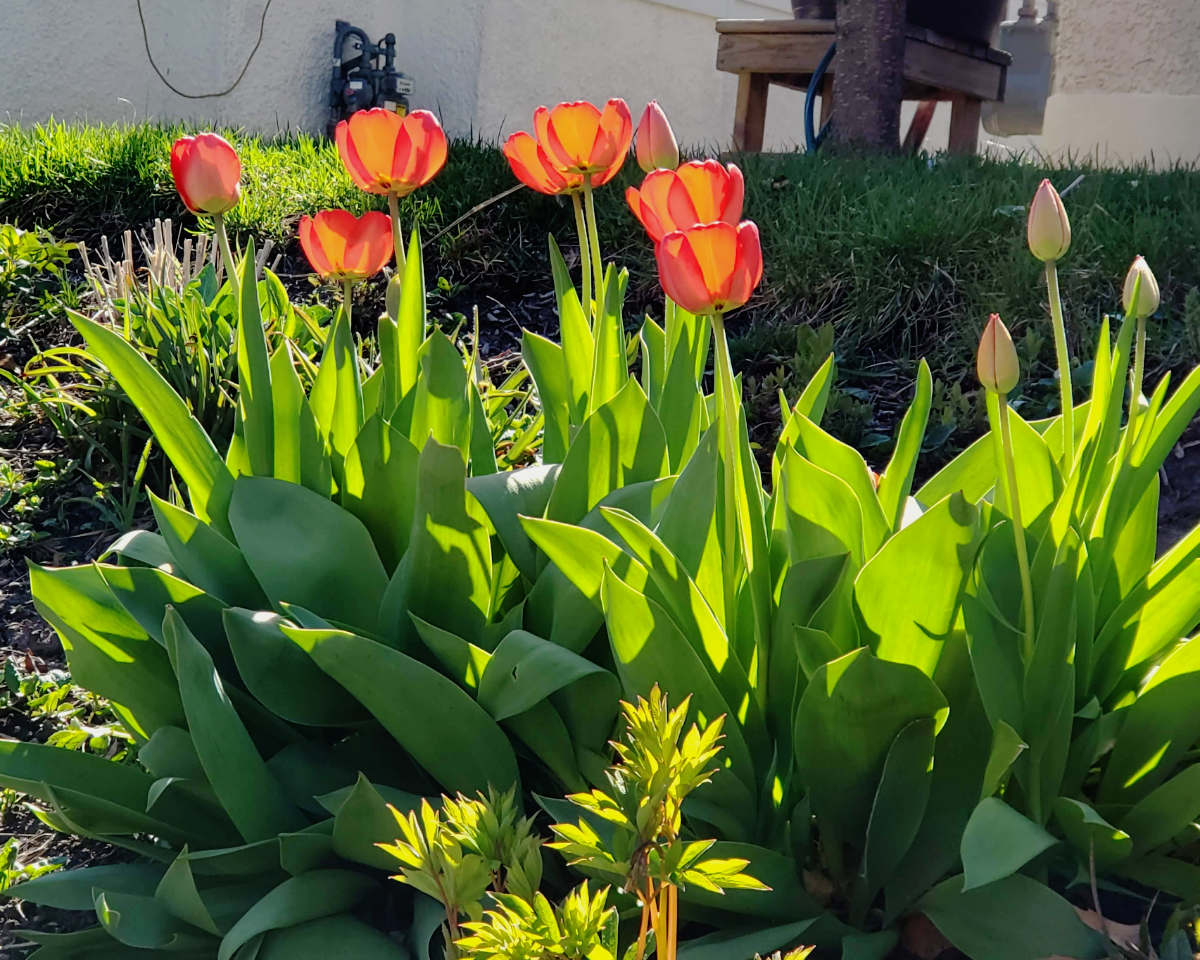 GLowing orange-yellow tulips with greenery in sunlight