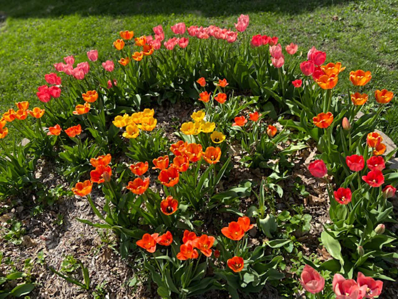 Large oval round of bright red. orange, yellow, and pink tulips