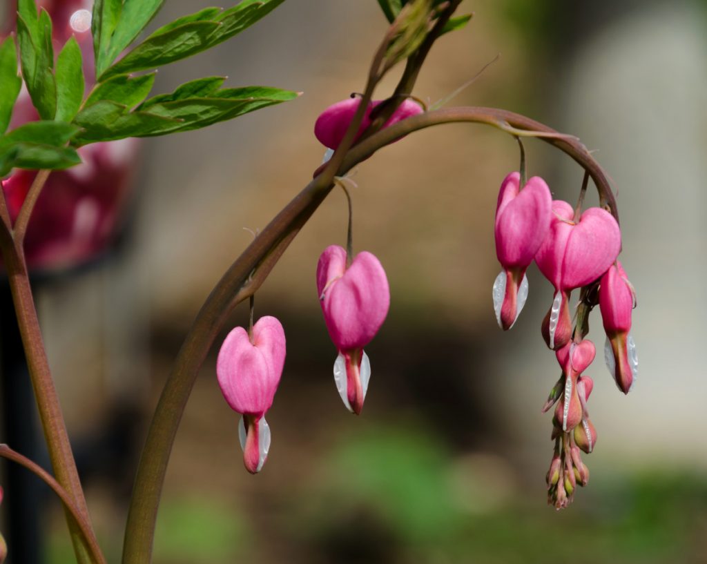 pink heart-shaped blossoms hanging by thin stems from a branch with out of focus brown and green background