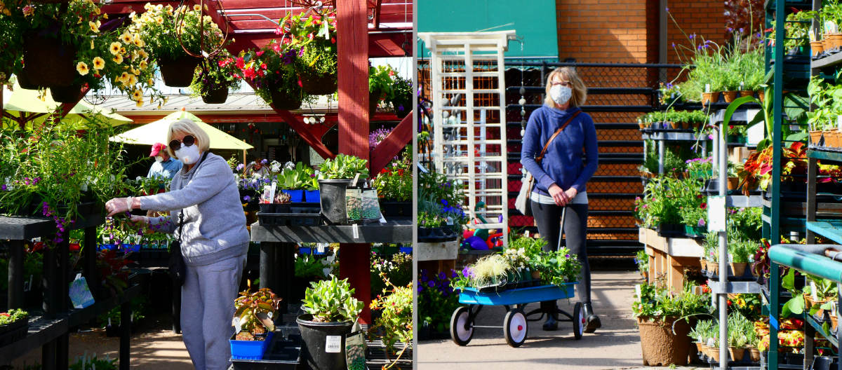 side by side photographs of two women shopping in a nursery on a sunny day while wearing masks, and the woman on the right has a blue wagon full of plants