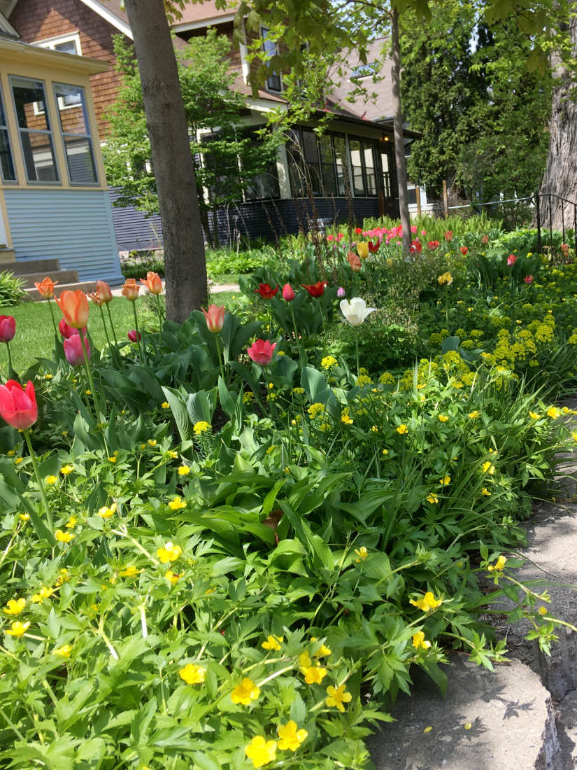 Long row of tall colorful tulips along a sidewalk with much greenery with houses in background