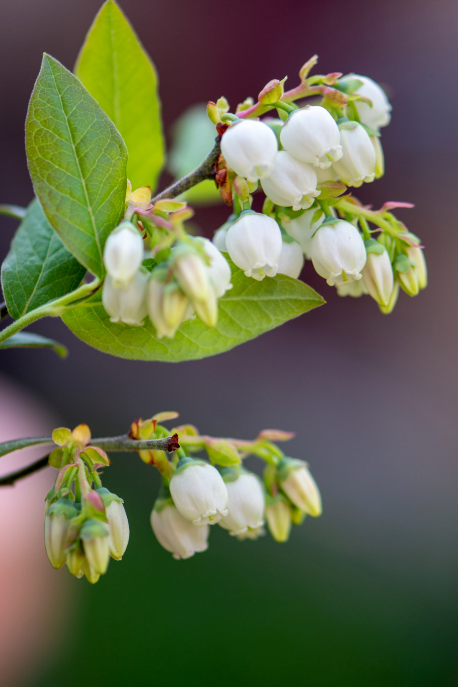 white blossoms hanging down from a green leafy branch with an out of focus background