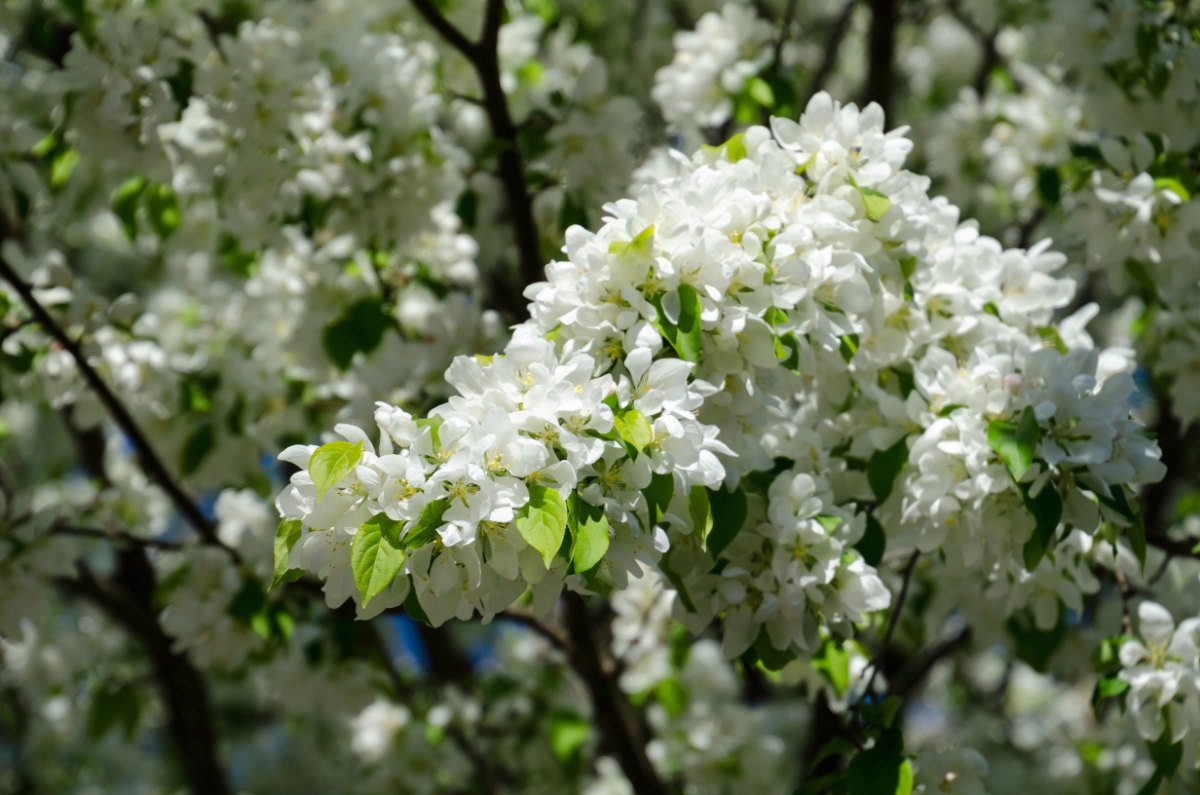 extensive white blossoms with lime green leaves on dark branches