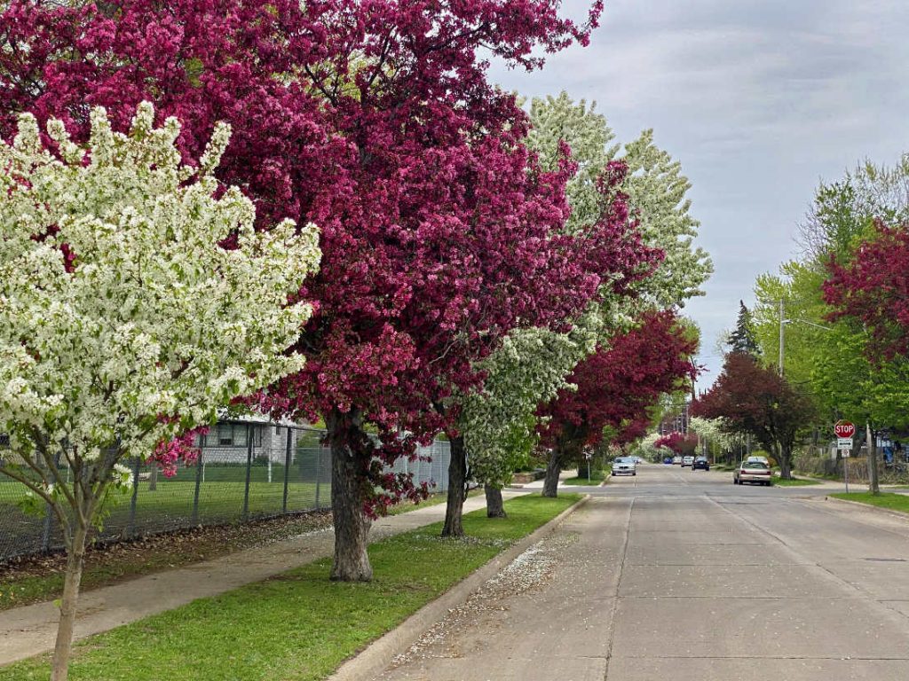 heavily white and pink blossomed trees along a street boulevard