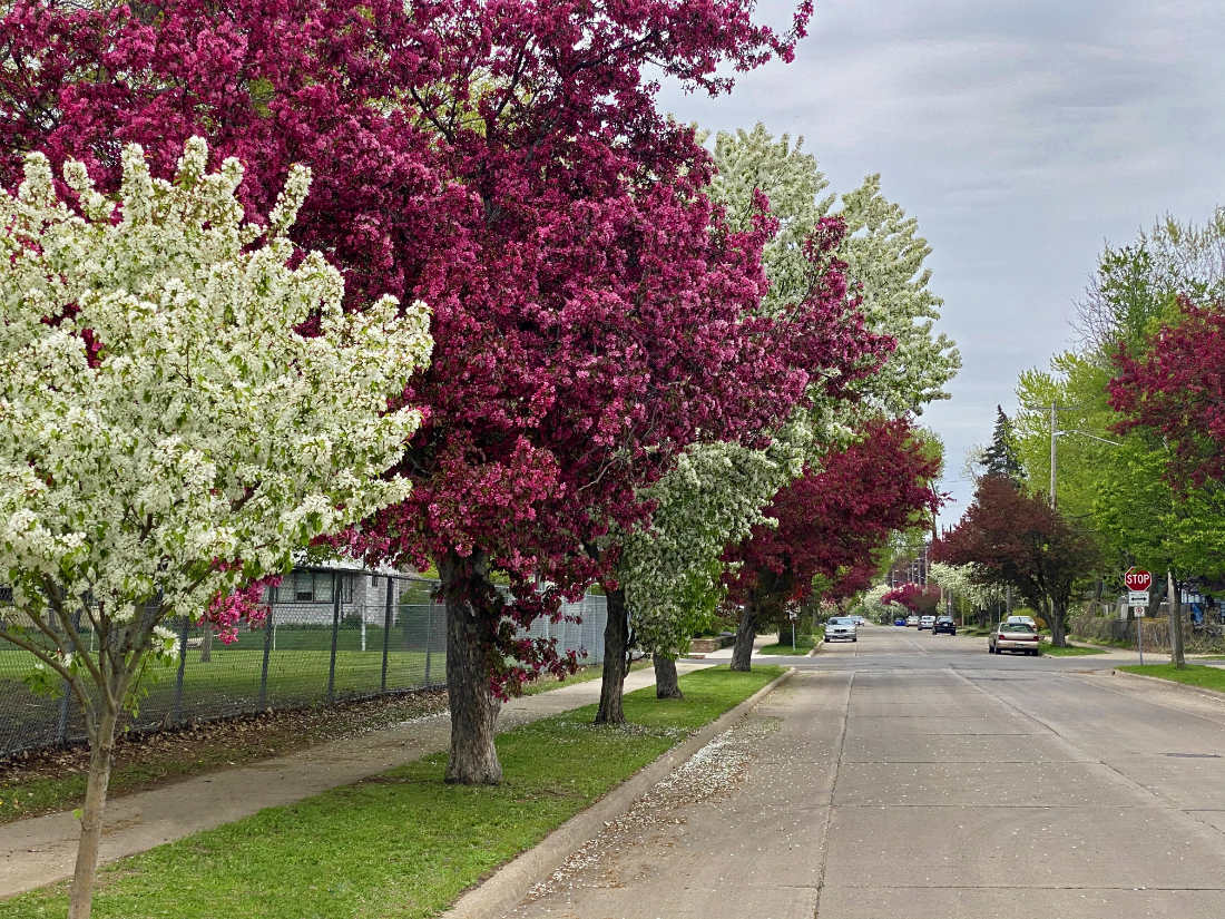 heavily white and pink blossomed trees along a street boulevard