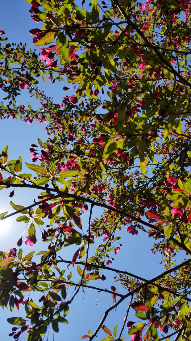magenta blossoms with green leaves against a blue sky