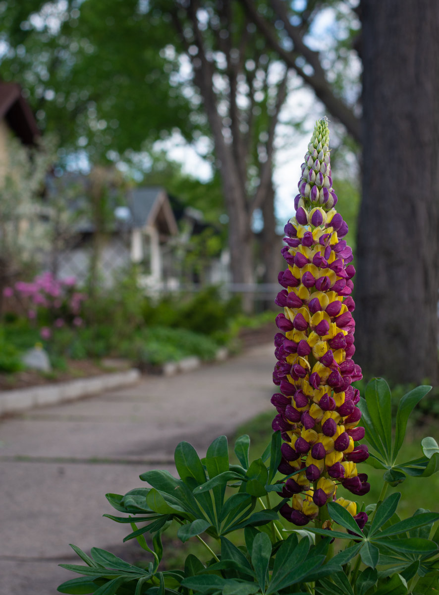 purple and yellow cone-shaped flower closeup with fuzzy background of streetscape