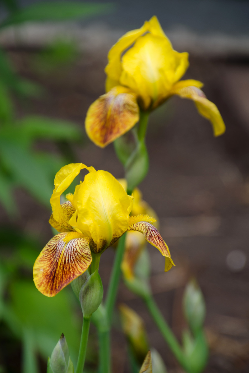 Closeup of a pair of yellow flowers with orange-to-brown variegation on lower petals