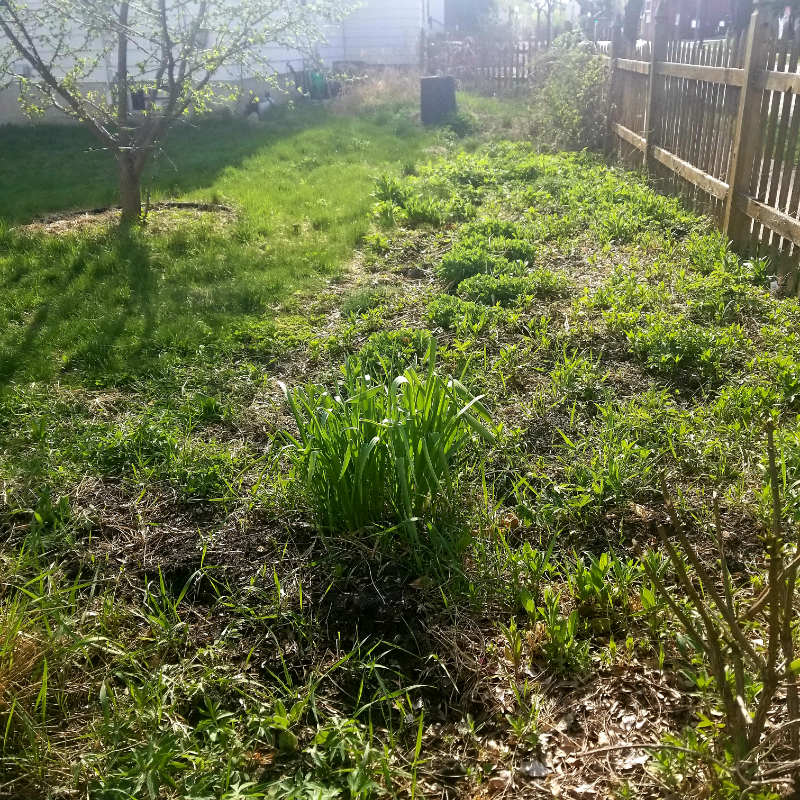 Green garden sprouts and shoots in sunny backyard bordered by a wooden picket fence