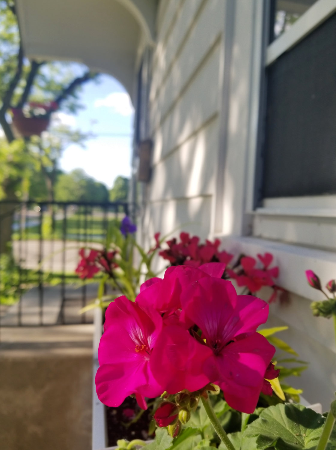 fuchsia-colored flowers shown close-up in a window box on a front porch with white siding and a black wrought iron railing on a sunny day