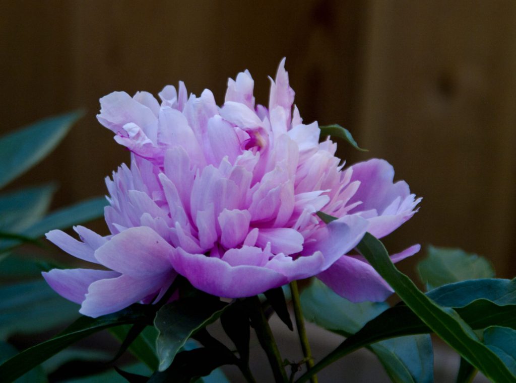 closeup peony flower with bright white-magenta petals, deep green leaves, against a wooden background