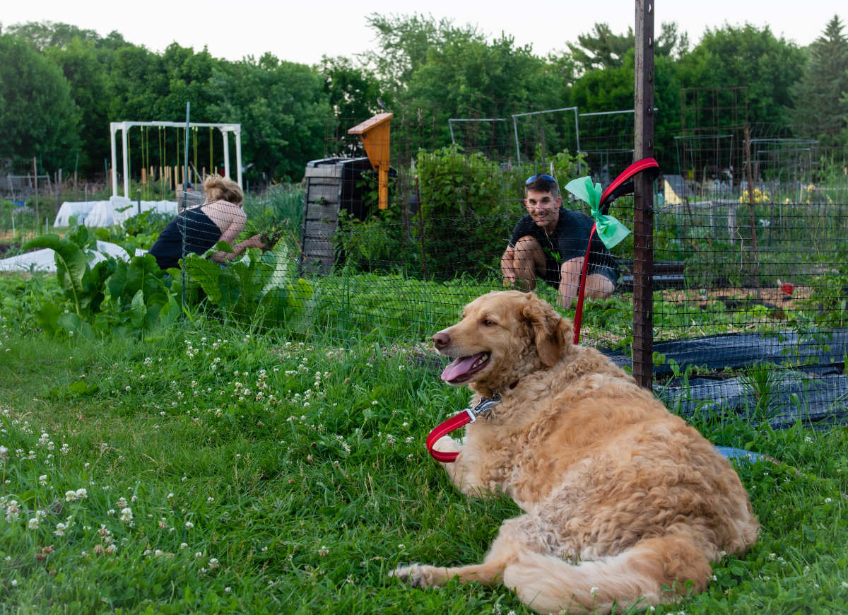 Golden retriever laying in green grass in front of a man and woman gardening