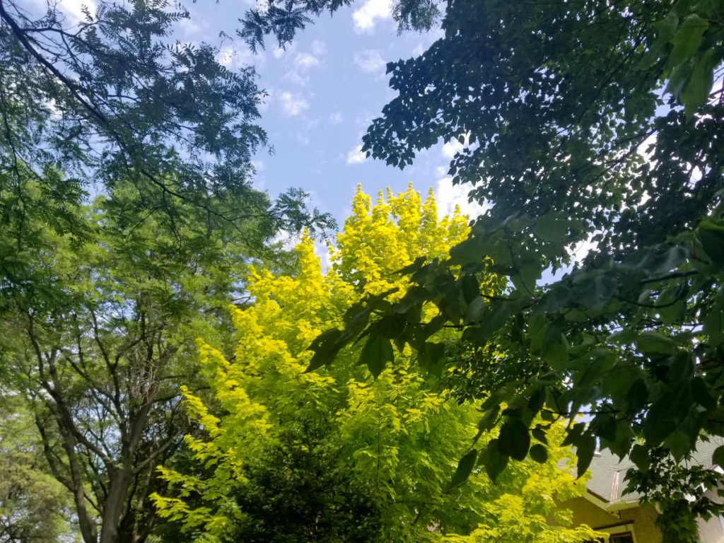 Looking upward through green and yellow tree leaves with a blue skyu