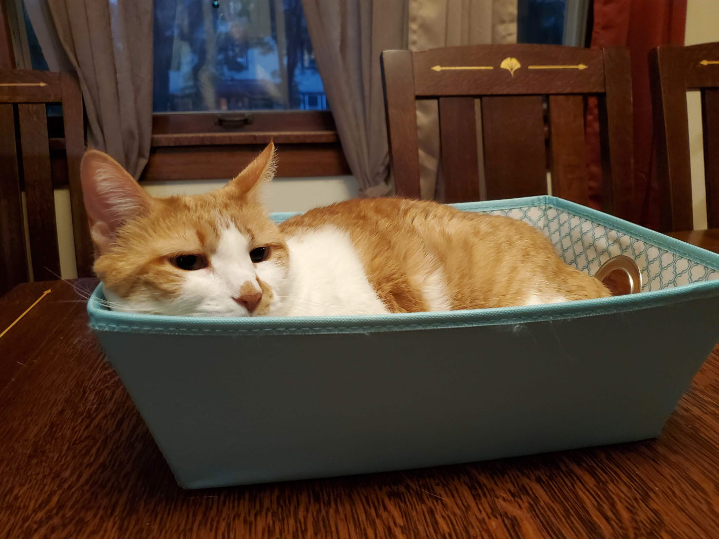 orange and white cat peaking out of a square basket on a wooden tablet