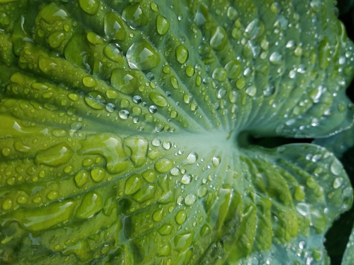 closeup of webbed leaf covered in water droplets