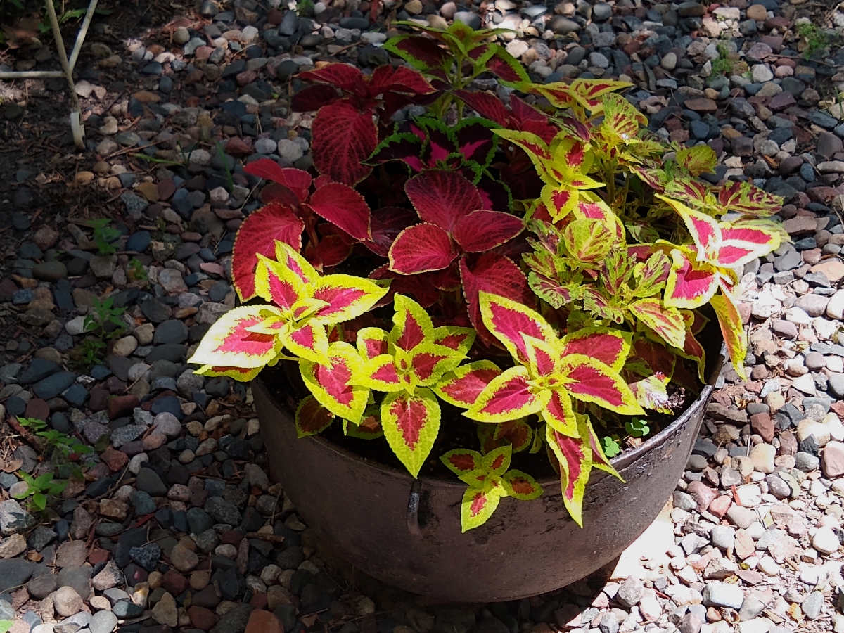black pot full of red and green variegated leaves on a pebble base