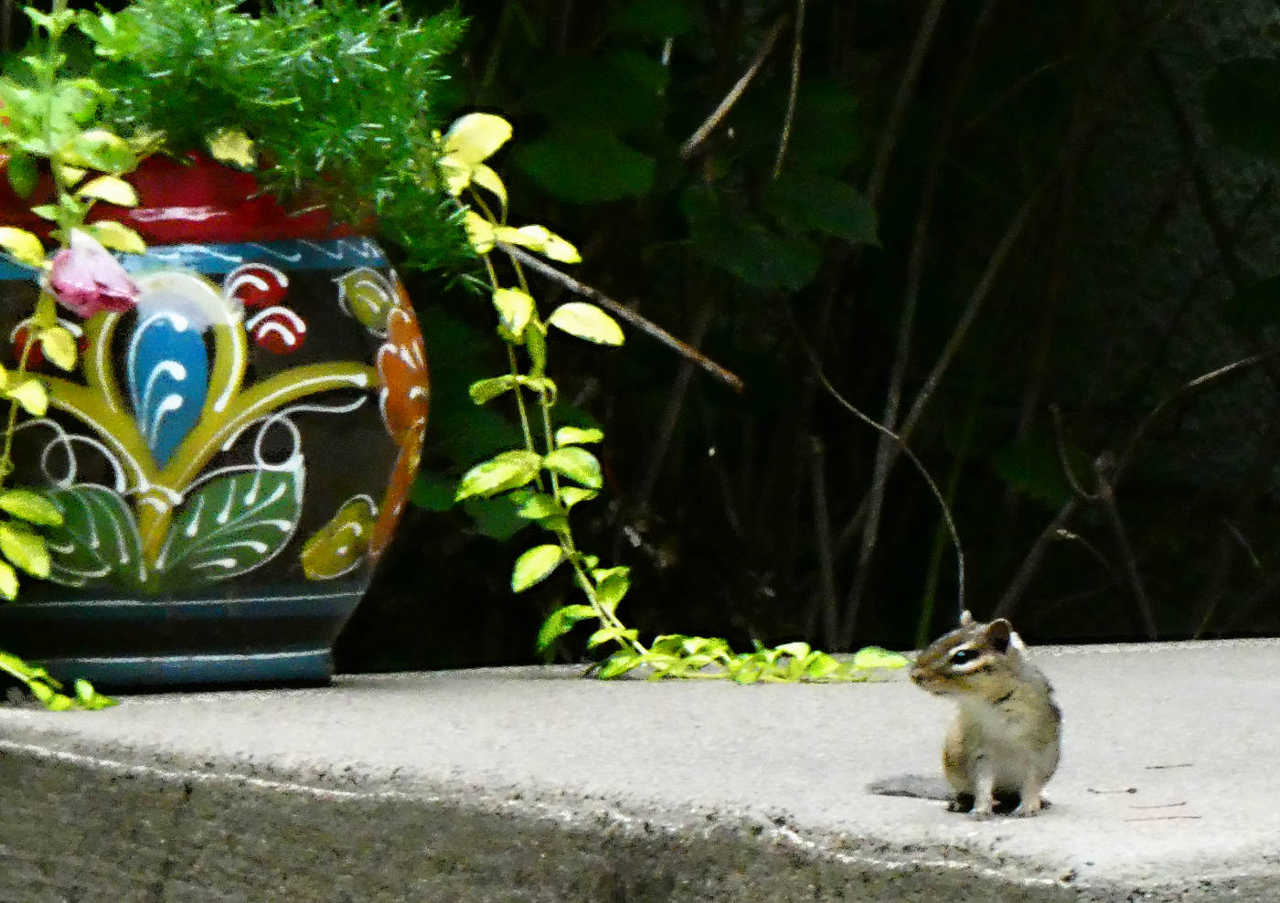 small chipmunk facing camera, head turned, on cement next to a colorful flowerpot with lime green vine