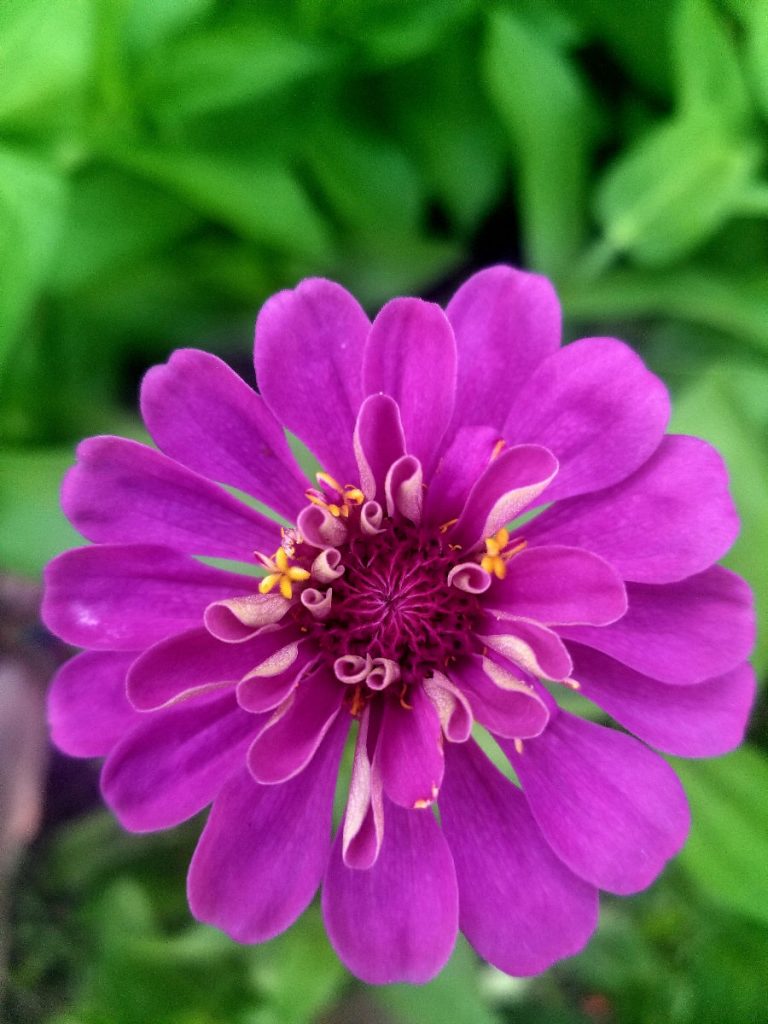 closeup of magenta flower with full oval petals and green leaves