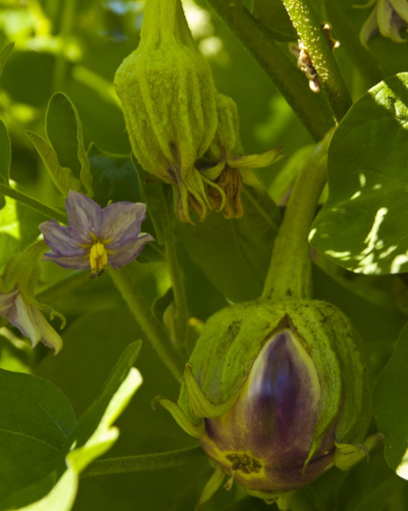 green patch of thick leaves, blossoms, buds, and darkening yellow to deep purple round fruits