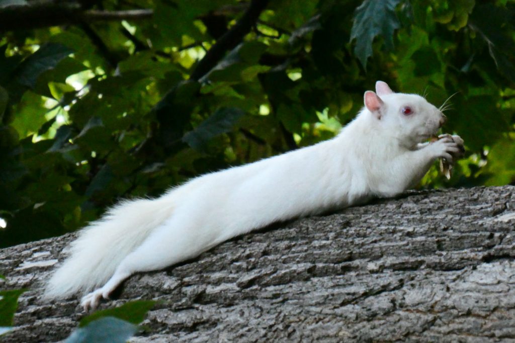 white albino squirrel stretched out on a tree trunk holding food to mouth with front paws against green tree leaves in background