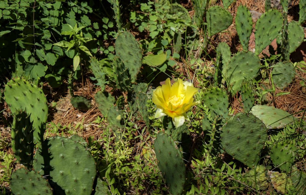 small bright lemon yellow blossom in the middle of many pear-shaped green prickly cacti