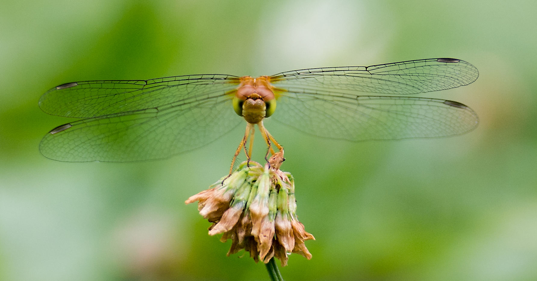 Dragonfly with double pair of wide webbed wings of black fiber atop a shriveled flower head against a blurred green backdrop