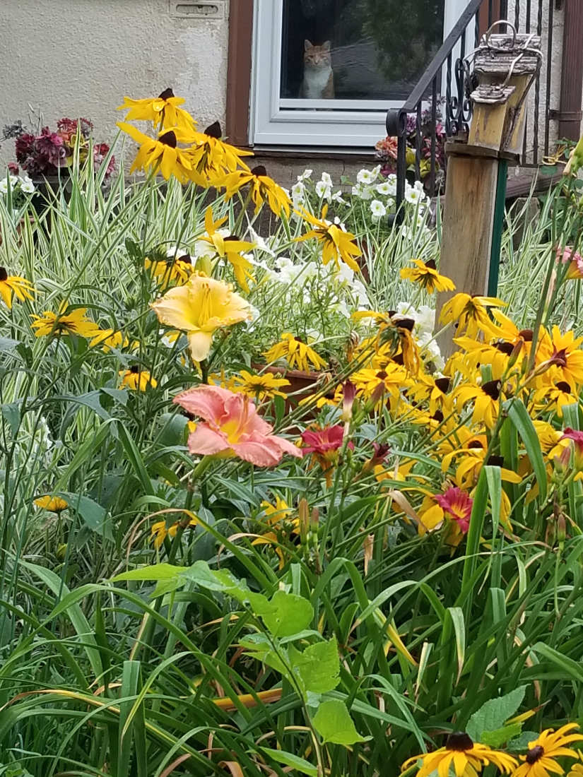 many flowers in a garden patch with a cat looking out a window in the background
