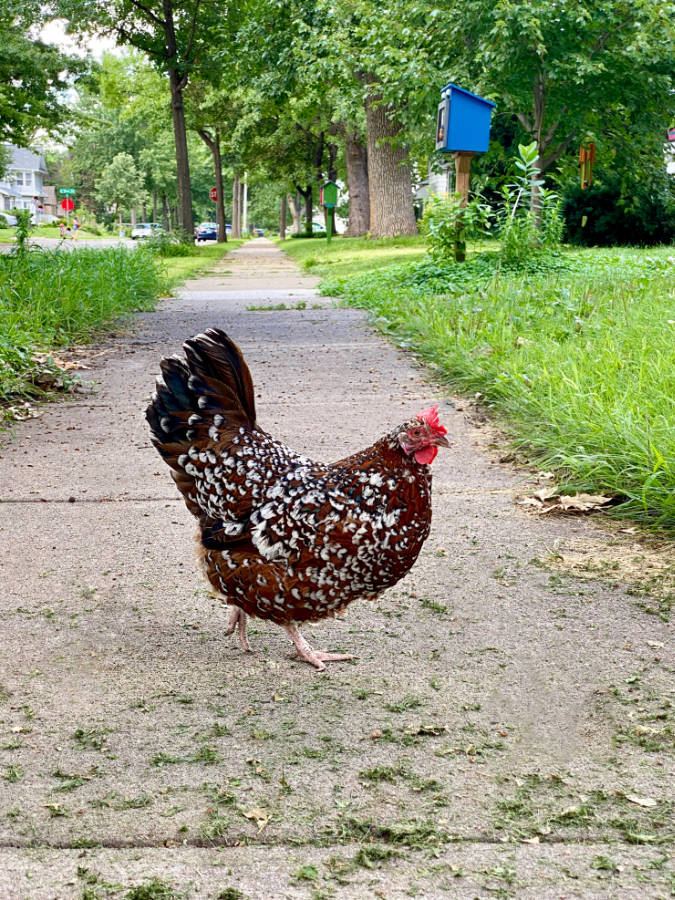 brown and white chicken on a sidewalk