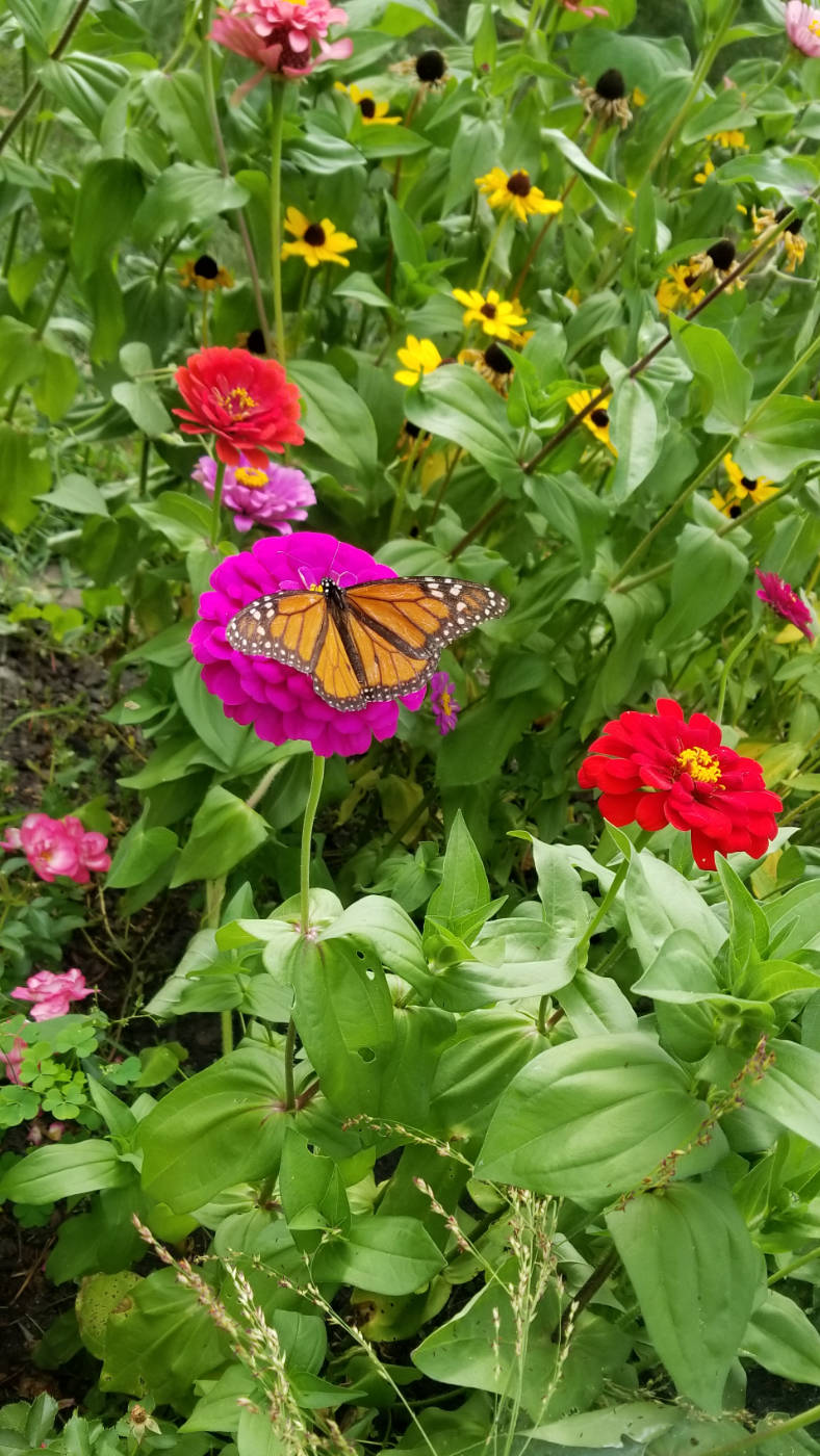Monarch butterfly spreads wings atop a magenta zinnia flower amidst other red and yellow flowers with greenery