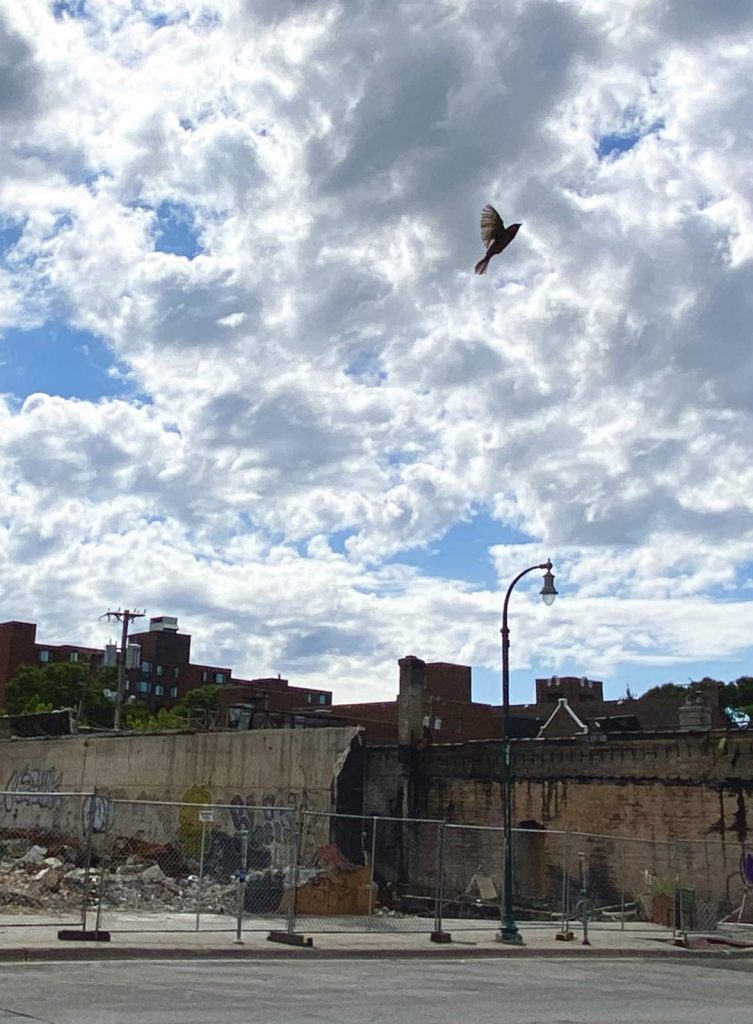 a silhouetted bird flies up into a bright partly cloudy sky over a row of graffitied walls and demolition debris