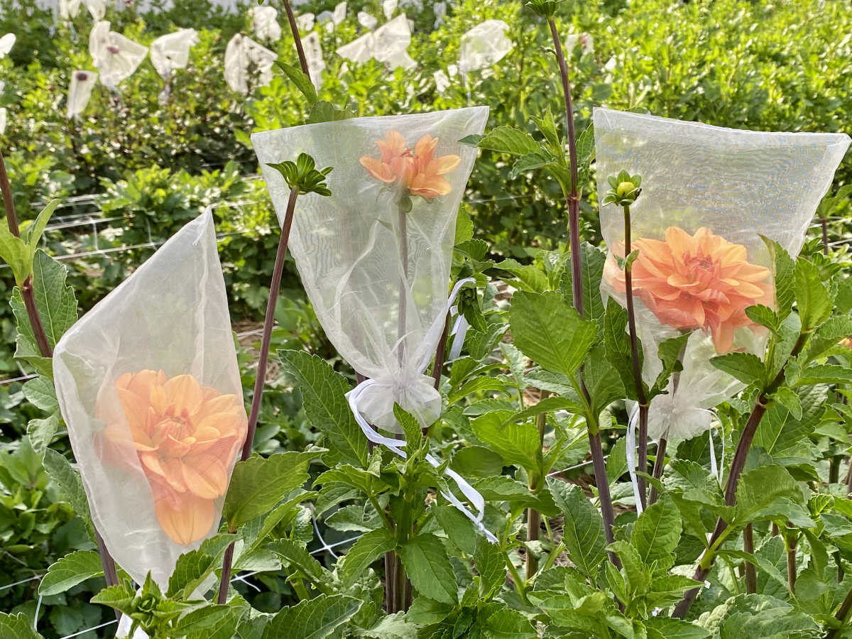 three pastel orange flowers with white mesh nets over them in a garden
