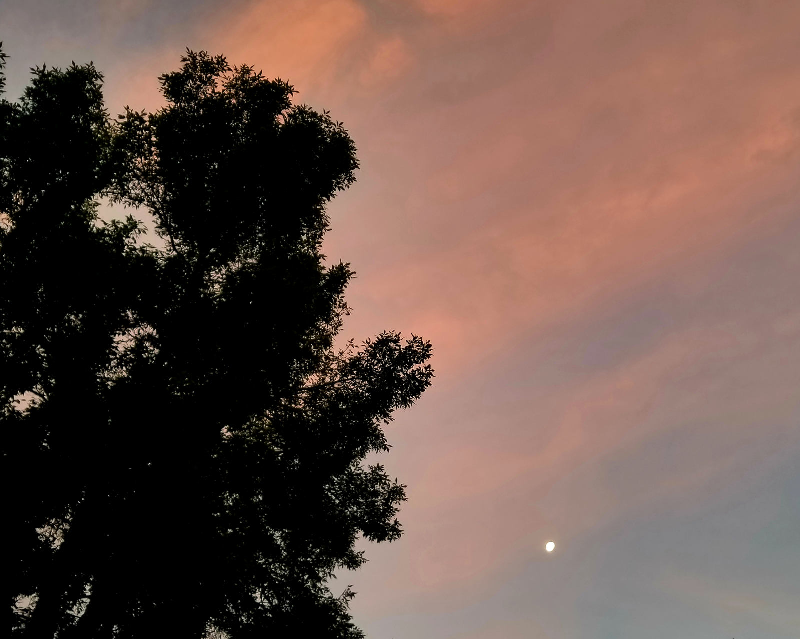 small white circle of the moon in a dim sky with reddish streaks of clouds across, with the silhouette of a large tree covering much of the left frame