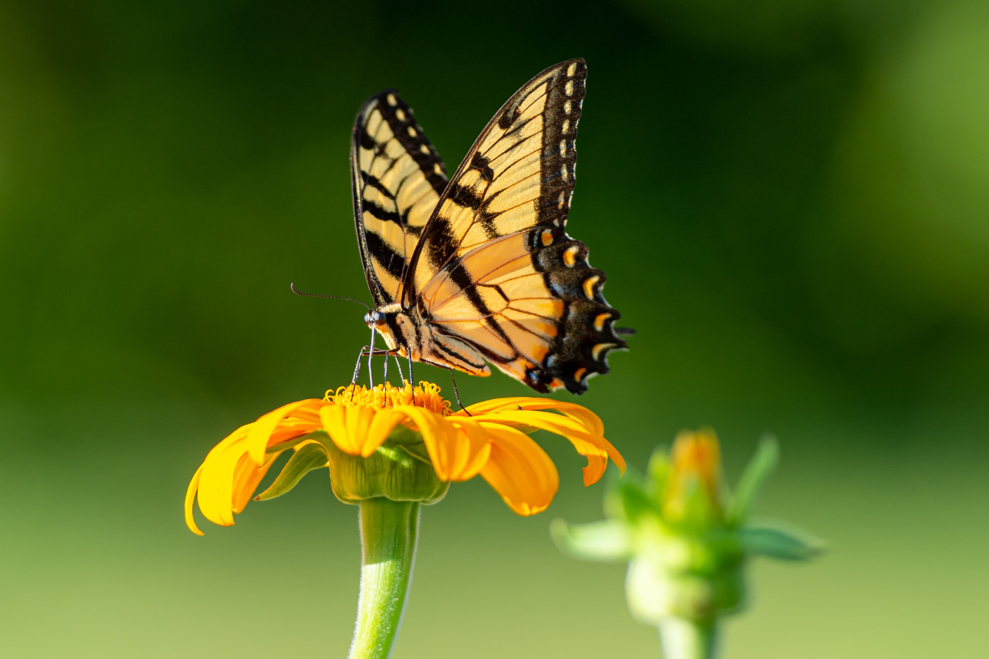 yellow and black butterfly, wings stretched out high, atop a yellow flower against blurred green background