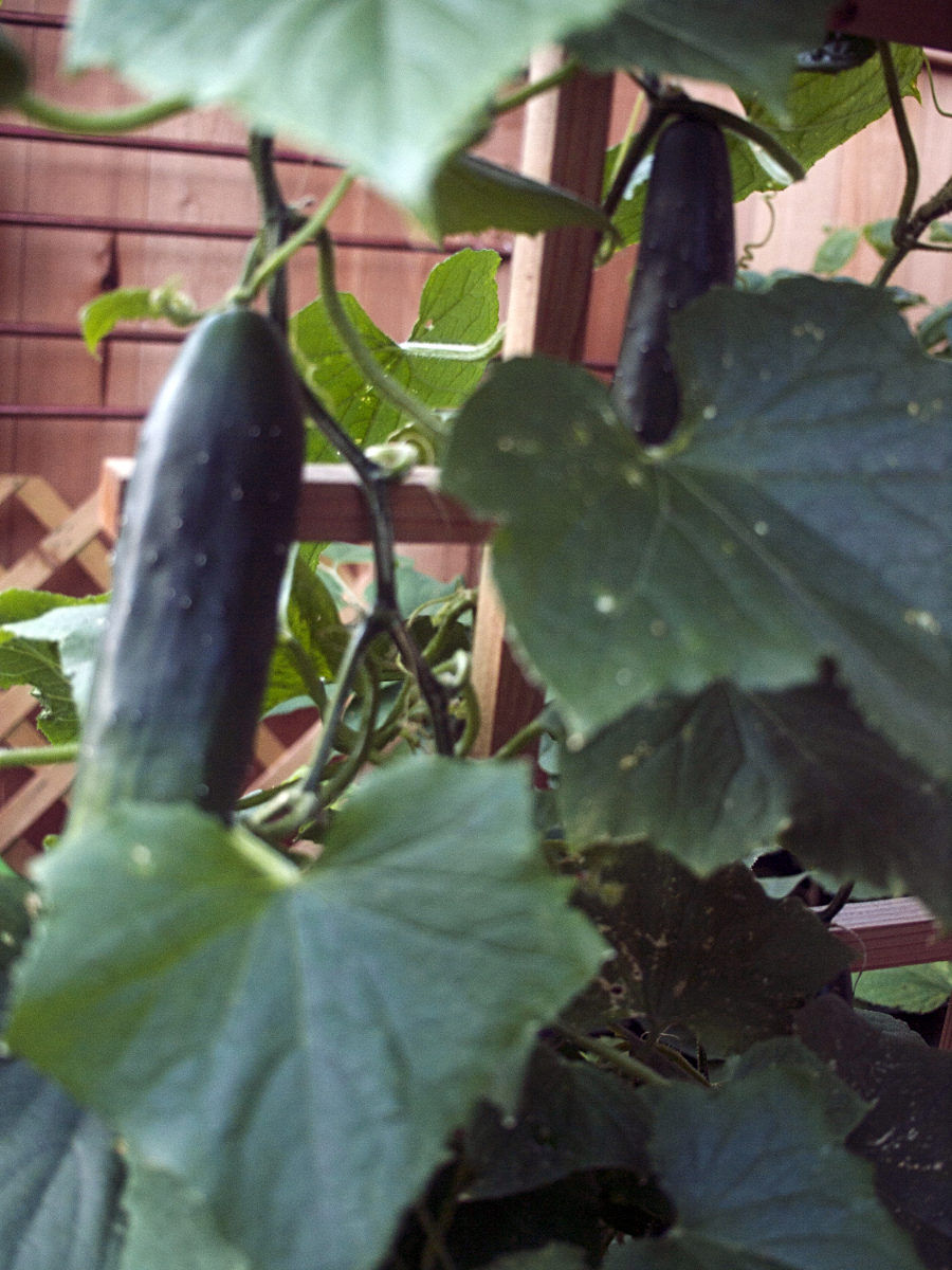 dark green cucumbers hanging off vines on a wooden trellis, with big leaves in the foreground