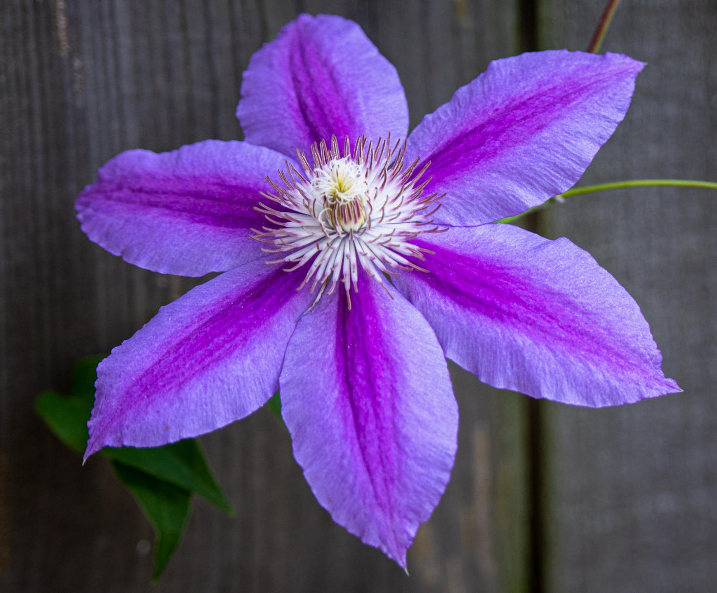 large flower with six purple petals and a feathery white center on a gray wooden background