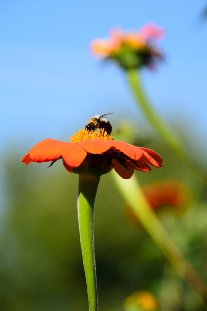 A bee sits atop an orange-petaled flower with yellow center on a fat green stem with other flowers, greenery, and blue sky blurred in background