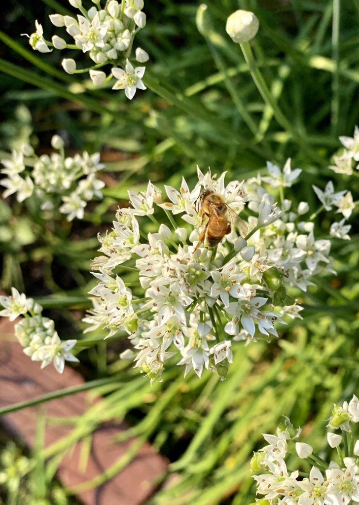 A yellow-banded bee sits atop a large cluster of small white flowers over a patch of greenery